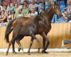 Das Oldenburger Hengstfohlen Total Ideal wurde in Vechta für 105.000 Euro zugeschlagen. Foto: Tammo Ernst Das Oldenburger Hengstfohlen Total Ideal wurde in Vechta für 105.000 Euro zugeschlagen. Foto: Tammo Ernst